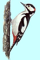 Great Spotted Woodpecker