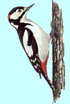 Great Spotted Woodpecker